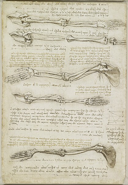 Fil:Studies of the Arm showing the Movements made by the Biceps.jpg
