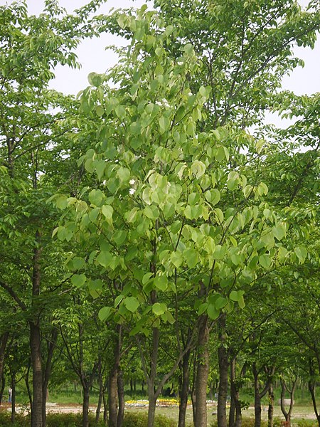 Fil:Styrax obassia 1.JPG