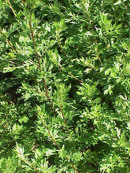 Fil:Artemisia vulgaris0.jpg