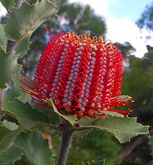 Röd banksia (B. coccinea)