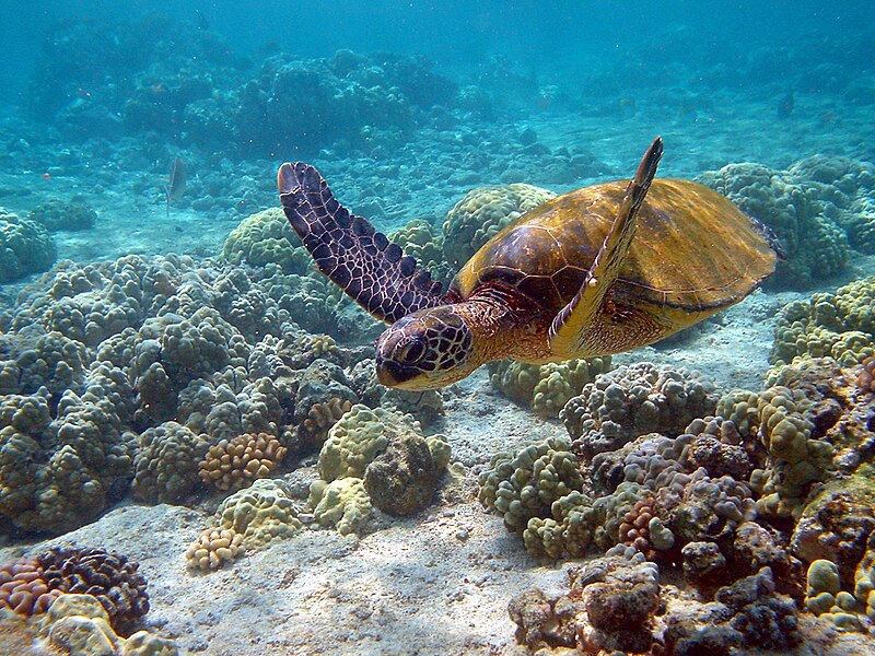 Fil:Hawaii turtle 2.JPG