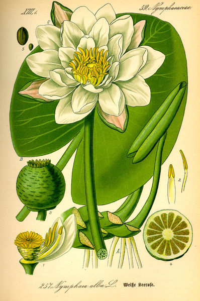 Fil:Illustration Nymphaea alba0.jpg