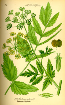 Illustration Pastinaca sativa0.jpg