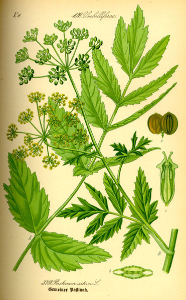 Fil:Illustration Pastinaca sativa0.jpg