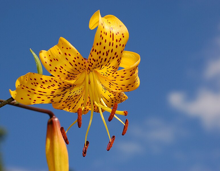 Fil:Lily Lilium 'Citronella' Flower 2578px.jpg