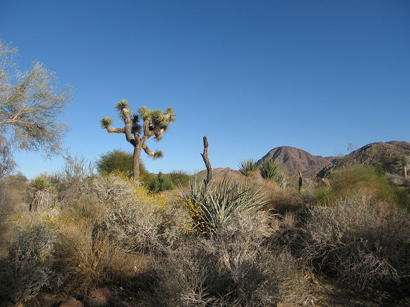 Fil:Living desert.JPG