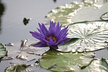 Nymphaea capensis.jpg