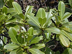 Psychotria mariniana