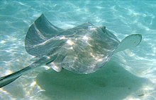 Stingray underwater.jpg