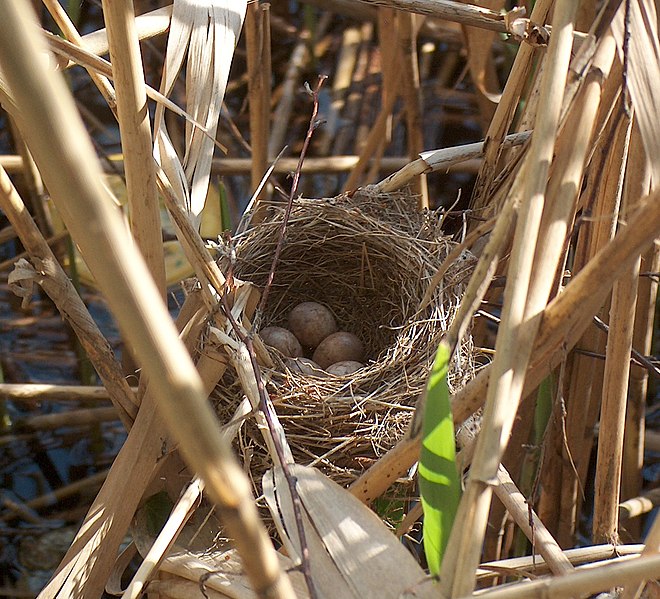 Fil:Acrocephalus arundinaceus nest.jpg