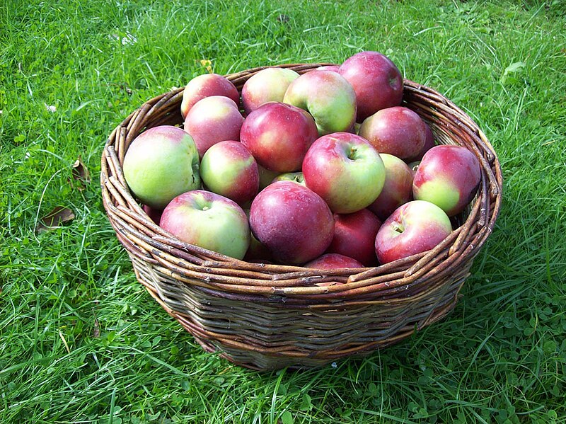Fil:Birgit Bonnier äpplen i korg.jpeg