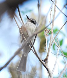 Flammulated Flycatcher.jpg