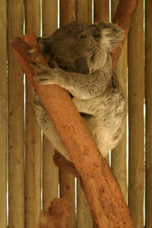 Lightmatter koalabear.jpg