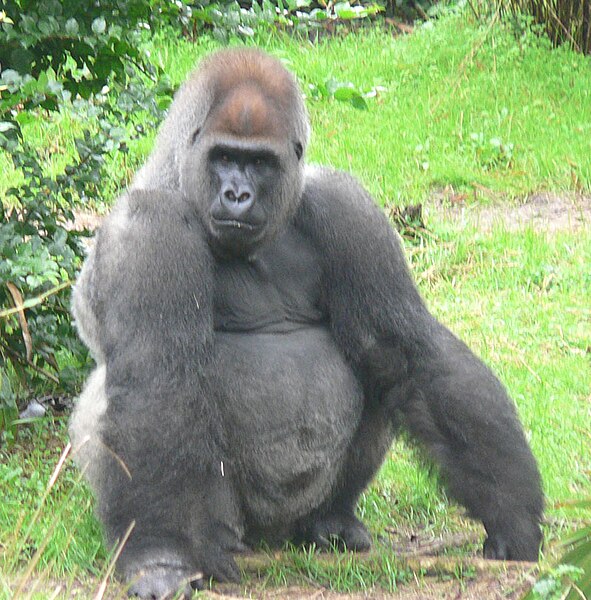 Fil:Male silverback Gorilla.JPG