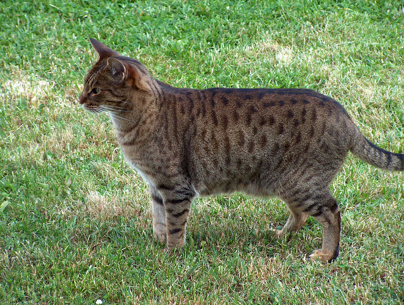 Fil:Ocicat 13.06.07 015.jpg