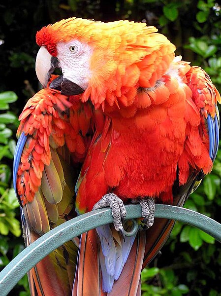 Fil:Parrot.red.macaw.1.arp.750pix.jpg