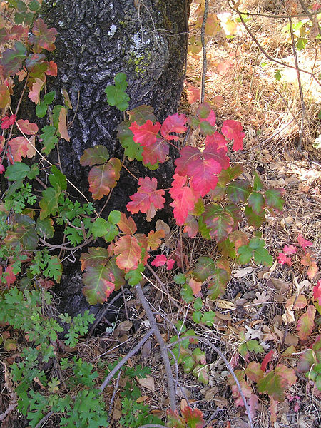 Fil:PoisonOak wb biggerLeaves.jpg