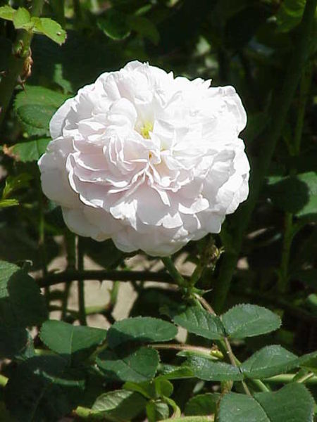 Fil:Rosa alba2.jpg