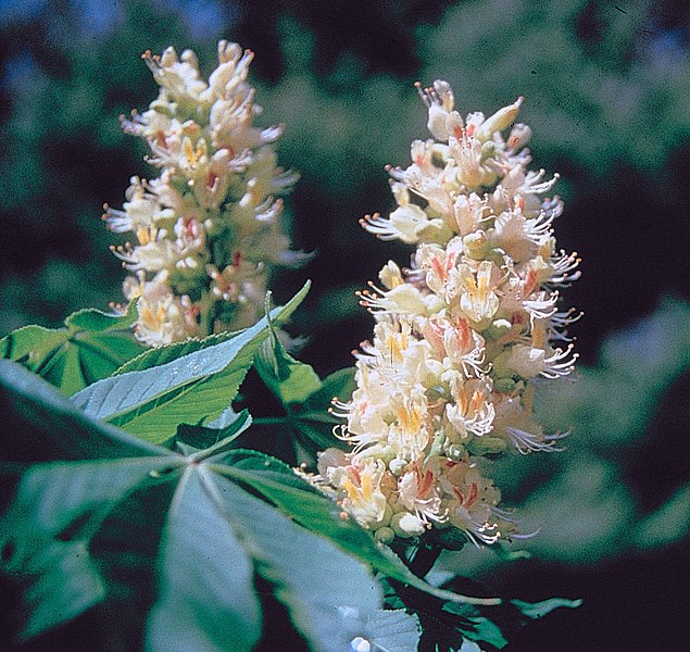 Fil:Aesculus glabra USDA1.jpg