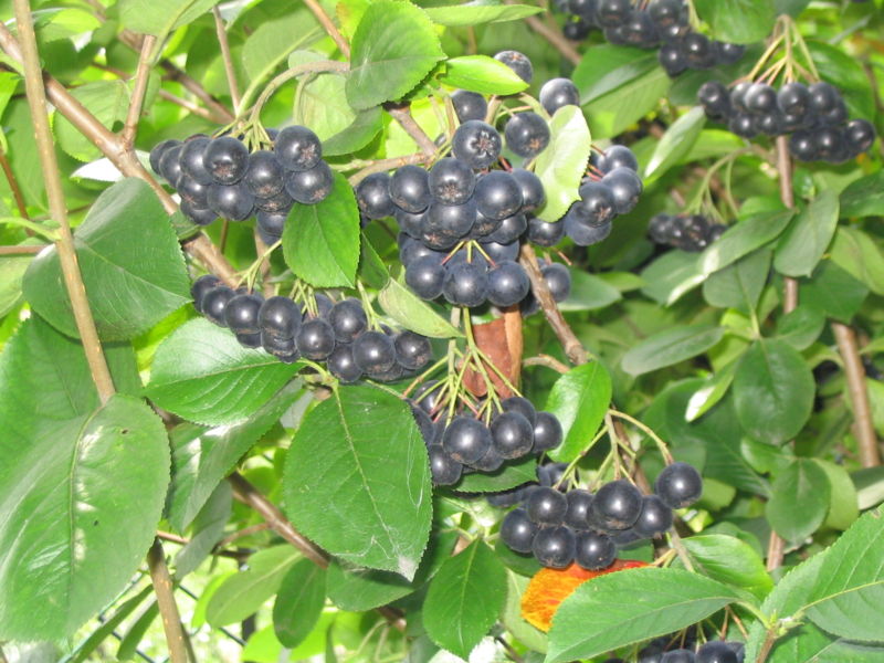 Fil:Aronia melanocarpa fruit.jpg