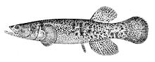 Alaskasvartfisk (Dallia pectoralis)