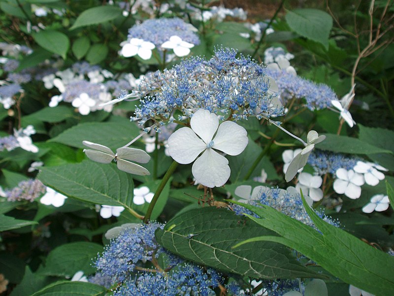 Fil:Daniel Fuchs.CC-BY-SA.Hydrangea macrophylla.JPG