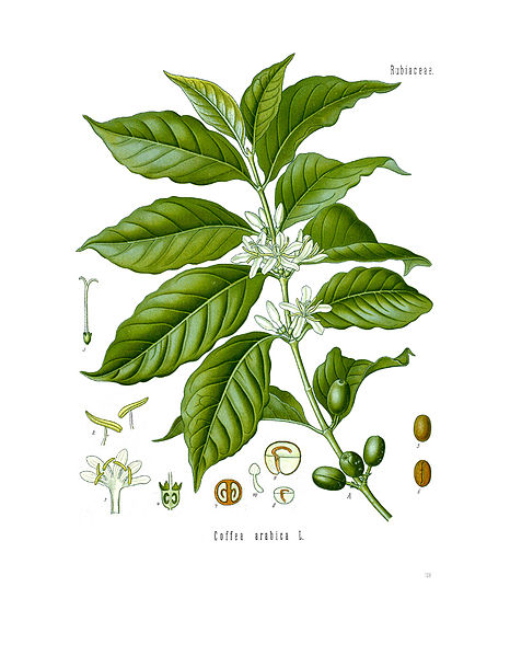 Fil:Diagram of Coffea arabica.jpg
