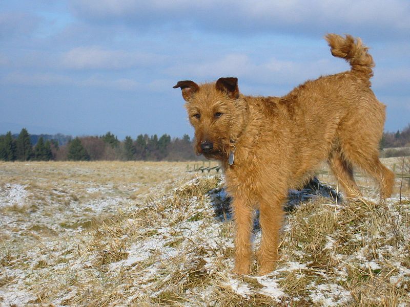 Fil:Irish terrier.jpg