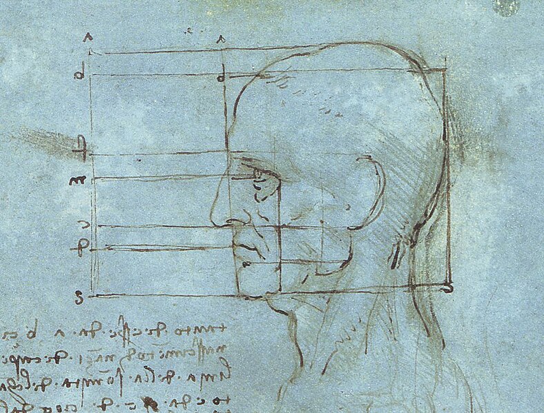 Fil:Proportions of the Head.jpg