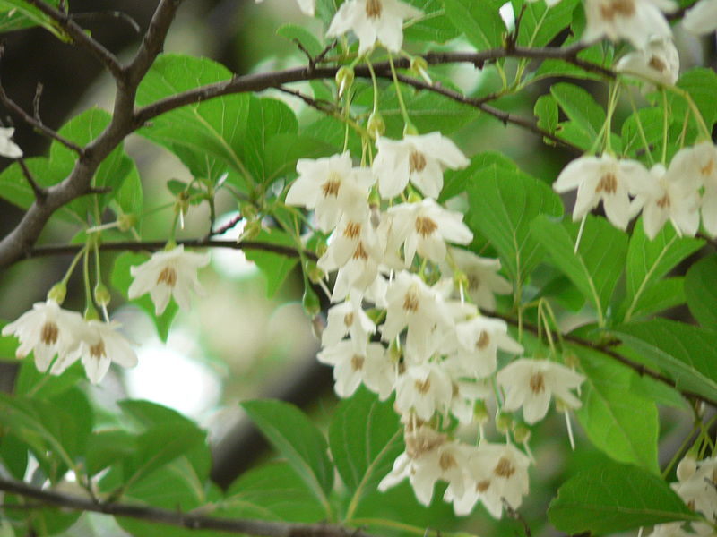 Fil:Styrax japonica2.JPG