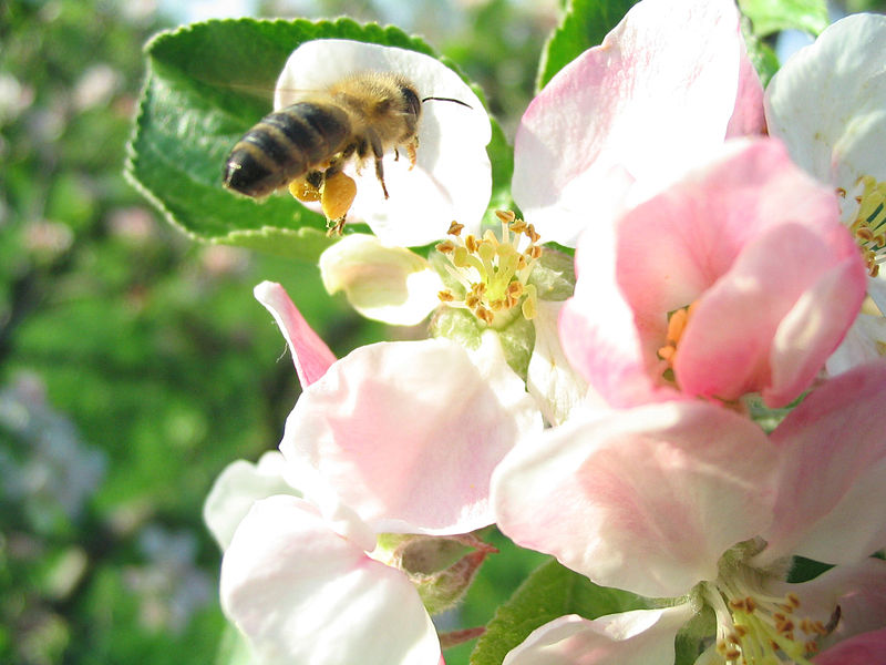 Fil:Biene beim Nektar sammeln.jpg