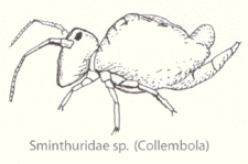 Collembola-sminthuridae-sp.gif