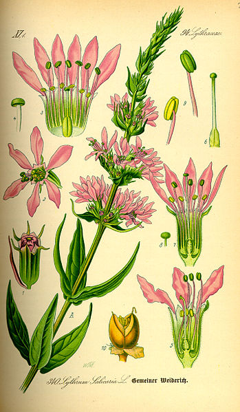Fil:Illustration Lythrum salicaria0.jpg