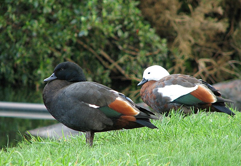 Fil:Paradise-Shelduck-pair.jpg