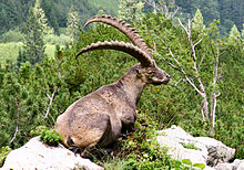 Alpstenbock (Capra ibex)