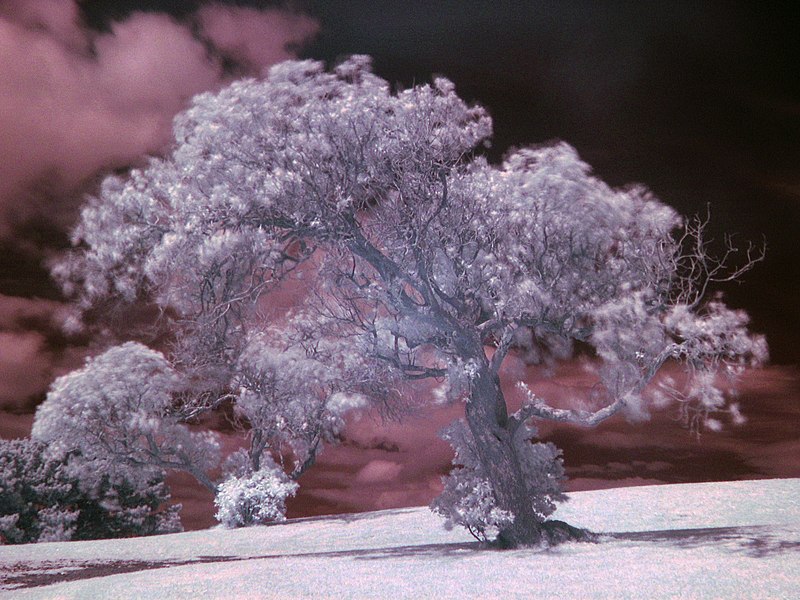 Fil:Tree example IR.jpg