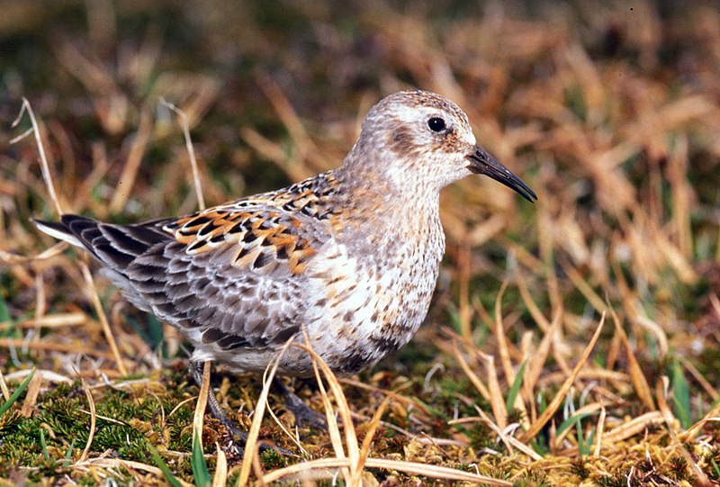 Fil:Calidris ptilocnemis1.jpg