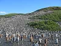 Koloni med ca 60.000 par kungspingviner (Aptenodytes patagonicus) på Sydgeorgien.