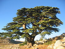 Libanonceder (C. libani)