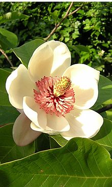 Magnolia Watsoni.JPG