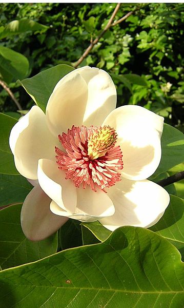 Fil:Magnolia Watsoni.JPG