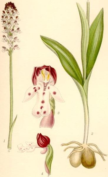 Fil:Orchis ustulata krutbrännare.jpg