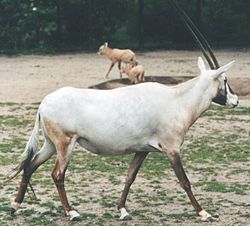 Arabisk oryx