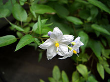 Solanum japonense1titanium22.jpg
