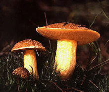 Suillus variegatus.jpg