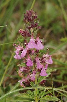 Teucrium chamaedrys 100705.jpg