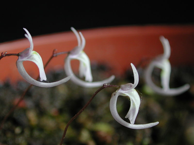 Fil:Utricularia sandersonii flower1.jpg