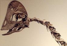 Skalle av Chirostenotes på ett museum i Toronto.
