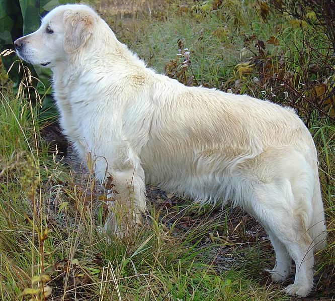 Fil:Golden Retriever (Tina).JPG