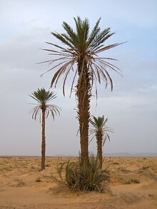 Dadelpalm (P. dactylifera)